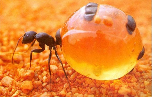 Những con kiến kiếm mật như ong - Mật kiến hàm lượng dinh dưỡng tốt như mật ong rừng