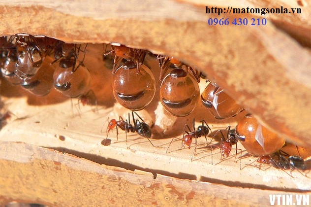 Một số loài kiến cũng hút mật như loài ong http://matongsonla.vn/giai-dap-thac-mac-mat-ong-nguyen-chat-co-kien-bu-hay-khong