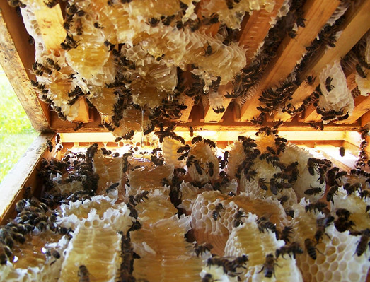 Kinh nghiệm nuôi ong mật từ thực tế