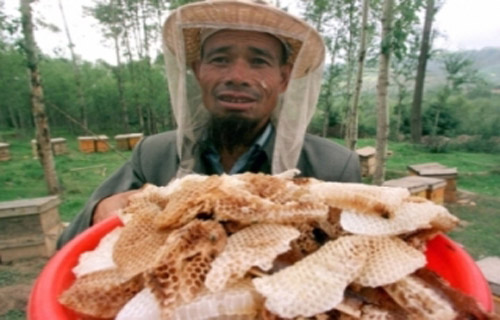 Một nông dân Trung Quốc thu hoạch mật ong thật 