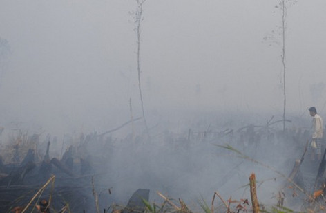 Vụ cháy rừng tại cà mau vì khai thác mật ong bằng cách đốt khói đuổi ong