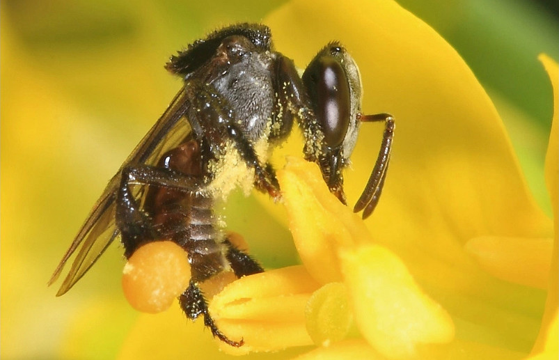 mật Ong rừng đặc biệt 