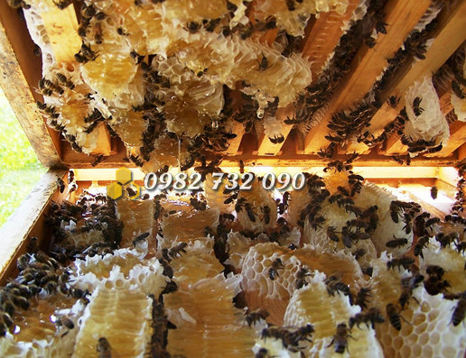 Nguồn gốc ong ảnh hưởng đến giá mật