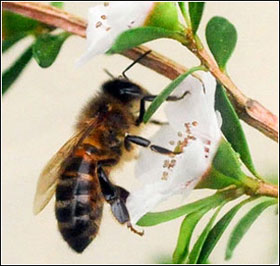 mật ong nguyên chất và xuất khẩu của việt nam kém hơn so với quốc tế