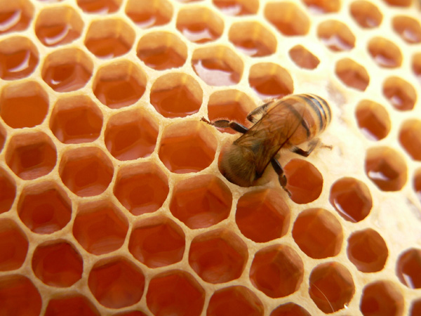 các làm ra mật ong của những chú ong chăm chỉ