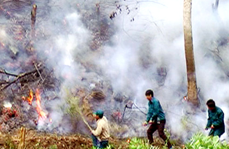 Cháy rừng khi tìm kiếm mật ong thiên nhiên tại Lào Cai