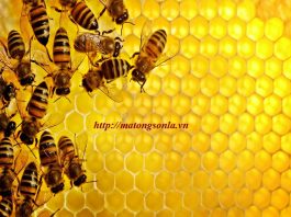 Bán mật Ong nguyên chất tại hà nội
