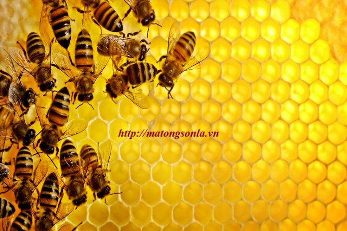 Bán mật Ong nguyên chất tại hà nội
