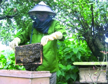 hình ảnh về người nuôi ong mật