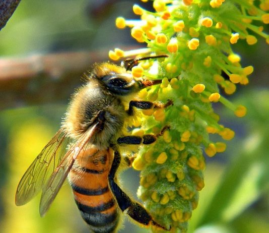 lợi ích từ mật ong