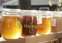 https://matongsonla.vn - phân biệt màu sắc của mật ong rừng và mật ong nguyên chất