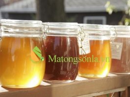 https://matongsonla.vn - phân biệt màu sắc của mật ong rừng và mật ong nguyên chất
