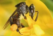 Giá trị của mật ong rú trong tự nhiên