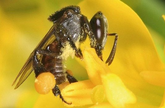 Giá trị của mật ong rú trong tự nhiên