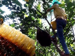 Lấy mật ong rừng tự nhiên nguy hiểm