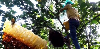Lấy mật ong rừng tự nhiên nguy hiểm